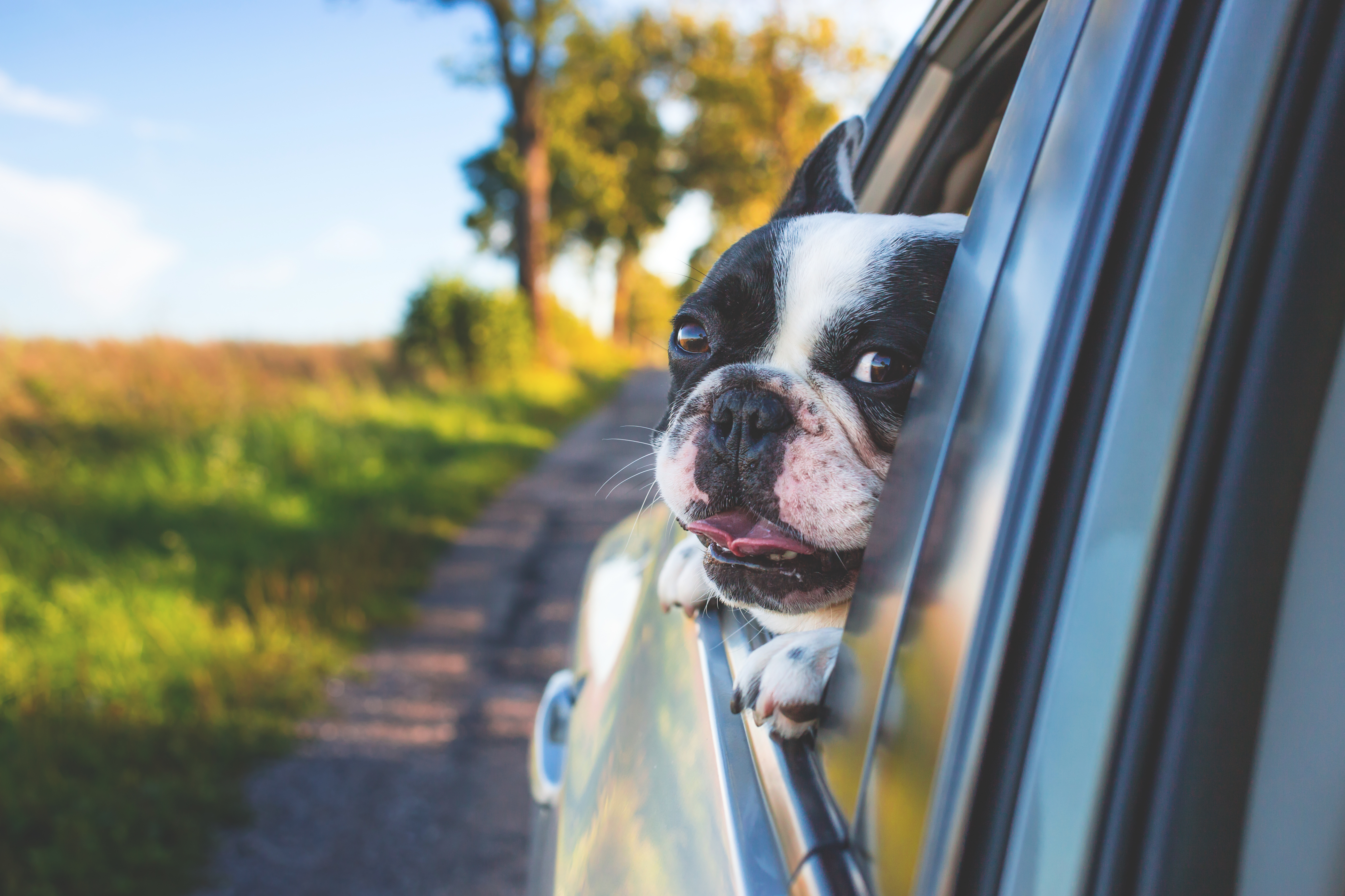 Summer Safety Tips for Dogs and Cats